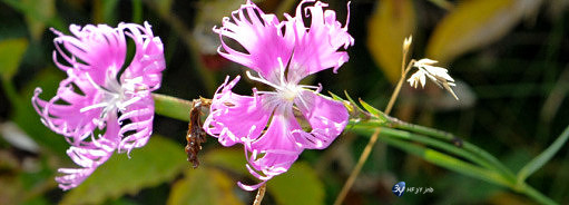 plusieurs