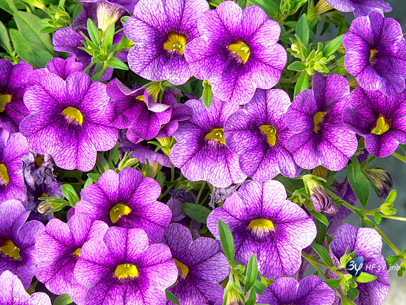 20090426-fleurs-jardin-P1160753