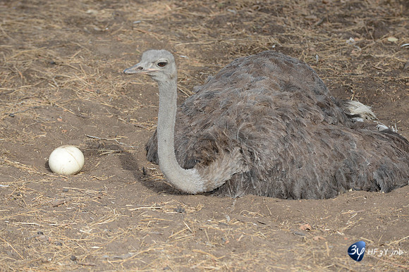 101201-sénégal-afrique-saly-lamantin-beach-parc-animal-_14I3082