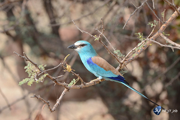 101201-sénégal-afrique-saly-lamantin-beach-parc-animal-_14I3165