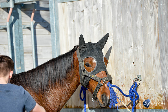 20170326-hippodrome-chatelaillon-rafale-course-cheval-_6D40078_7356