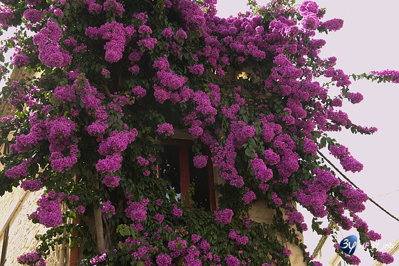 20160720-pix25-cadaques ESP_NAS3468_2413