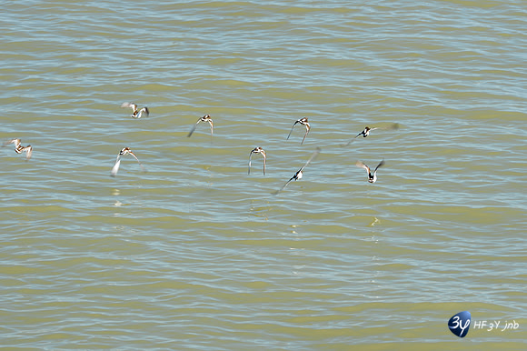 20170409-Angoulins-oiseaux-téléobjectif-_6D40267_7538