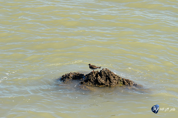 20170409-Angoulins-oiseaux-téléobjectif-_6D40269_7540