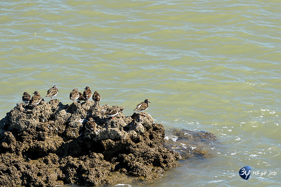 20170409-Angoulins-oiseaux-téléobjectif-_6D40260_7531