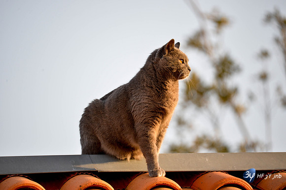20170416-angoulins-calin-chat-_6D40380_7639