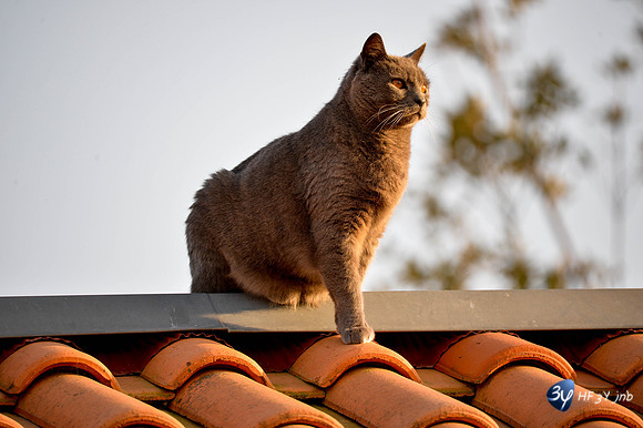 20170416-angoulins-calin-chat-_6D40386_7643