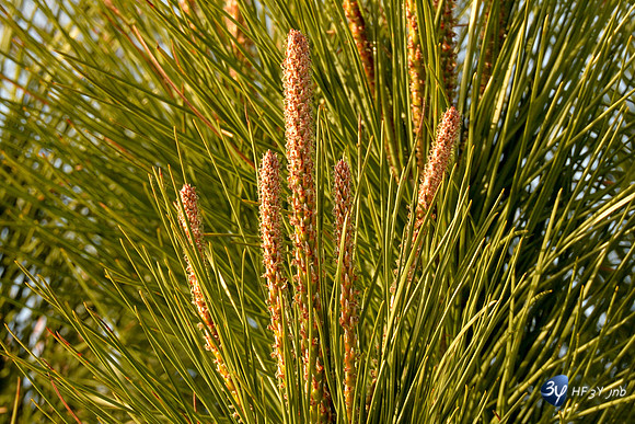 20170416-pins-sapin-nature-_6D40372_7636