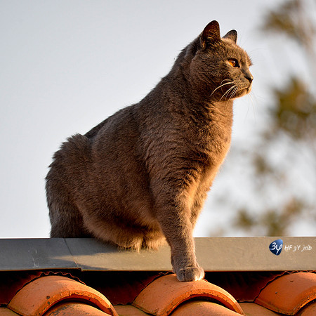 20170417-chat-calin-caid-_6D40423_7668