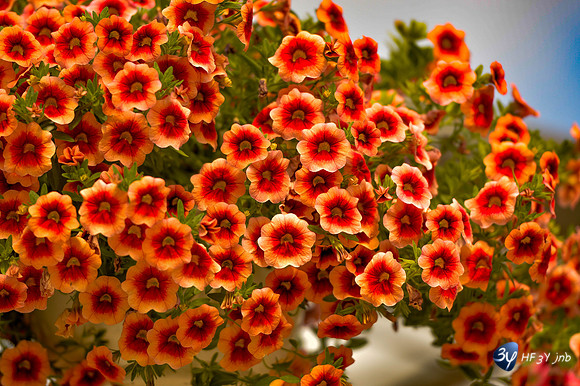 20170426-cap-vert-Picoulet-Rochefort-fleurs-serres-_6D40597_7839