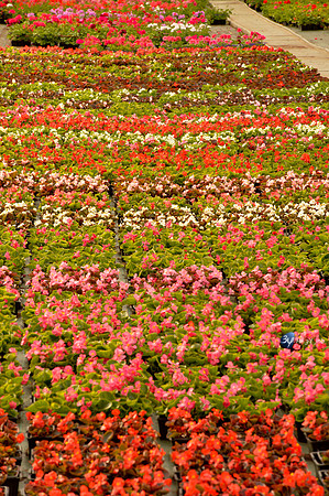 20170426-cap-vert-Picoulet-Rochefort-fleurs-serres-_6D40644_7886