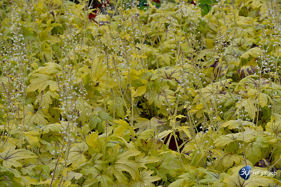 20170426-cap-vert-Picoulet-Rochefort-fleurs-serres-_6D40680_7922