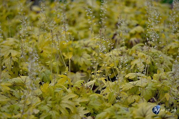 20170426-cap-vert-Picoulet-Rochefort-fleurs-serres-_6D40681_7923