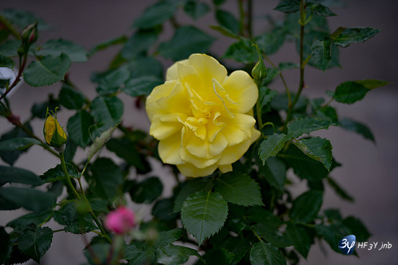 20170426-cap-vert-Picoulet-Rochefort-fleurs-serres-_6D40692_7934