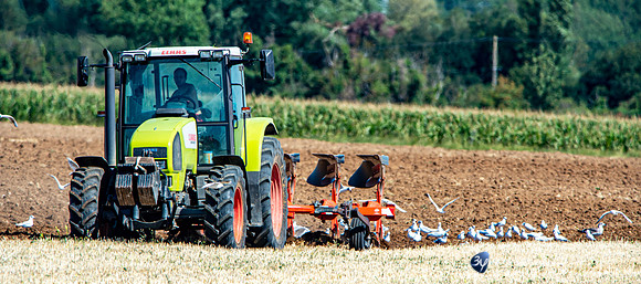 20120808-angoulins-cigognes-tracteur-champs-_JNB1514