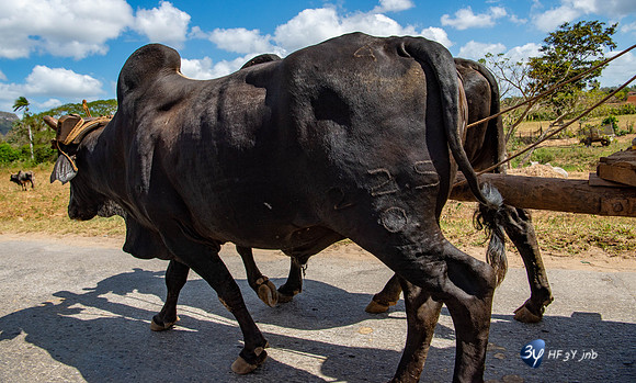 20180219-Cuba-zebu_7D49393