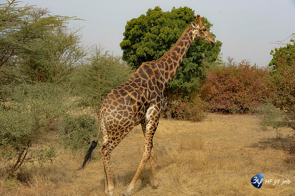101201-sénégal-afrique-saly-lamantin-beach-parc-animal-_14I3184