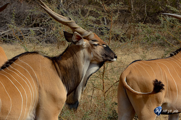 101201-sénégal-afrique-saly-lamantin-beach-parc-animal-_14I3244