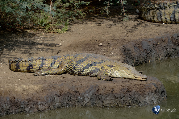 101201-sénégal-afrique-saly-lamantin-beach-parc-animal-_14I3271