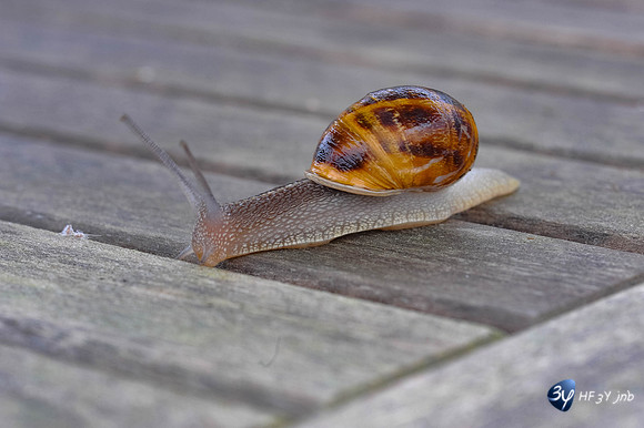 200911-escargot-DSC_4873