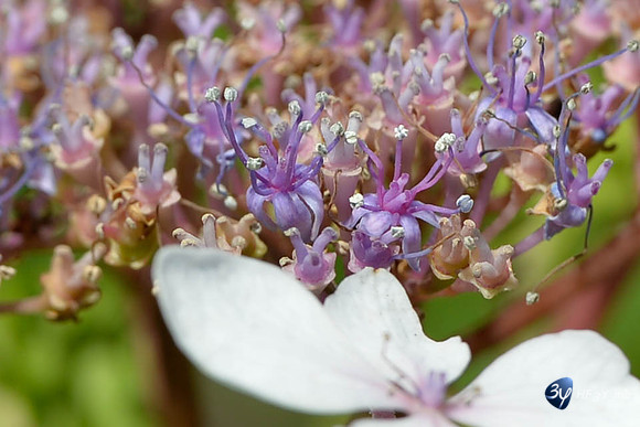 20170802-Basques-saint-jean de Luz-_7D43176_9768