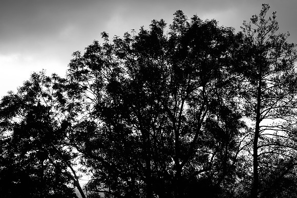 Z9A_1194