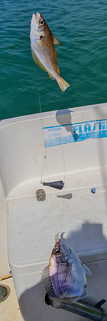 20210527-Peche-Dorade-bateau-Enaoc-nord-ile-ré -20210527_110829