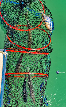 20210527-Peche-Dorade-bateau-Enaoc-nord-ile-ré -20210527_115739