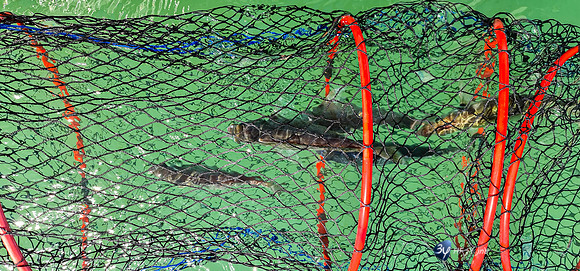 20210527-Peche-Dorade-bateau-Enaoc-nord-ile-ré -20210527_115751