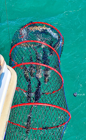 20210527-Peche-Dorade-bateau-Enaoc-nord-ile-ré -20210527_164621