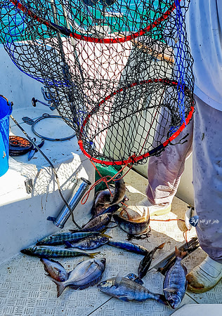 20210527-Peche-Dorade-bateau-Enaoc-nord-ile-ré -20210527_170908_03