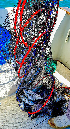 20210527-Peche-Dorade-bateau-Enaoc-nord-ile-ré -20210527_170908_04