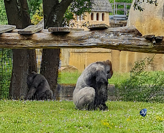 20210529-Palmyre-zoo-note20-20210529_144333