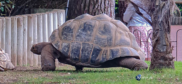20210529-Palmyre-zoo-note20-20210529_151353