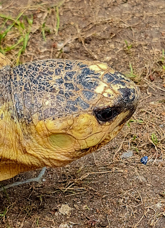 20210529-Palmyre-zoo-note20-20210529_152101