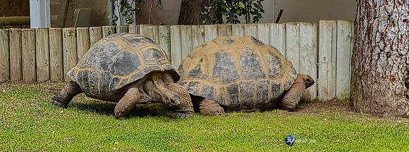 20210529-Palmyre-zoo-note20-20210529_152031