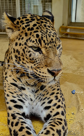 20210529-Palmyre-zoo-note20-20210529_152610
