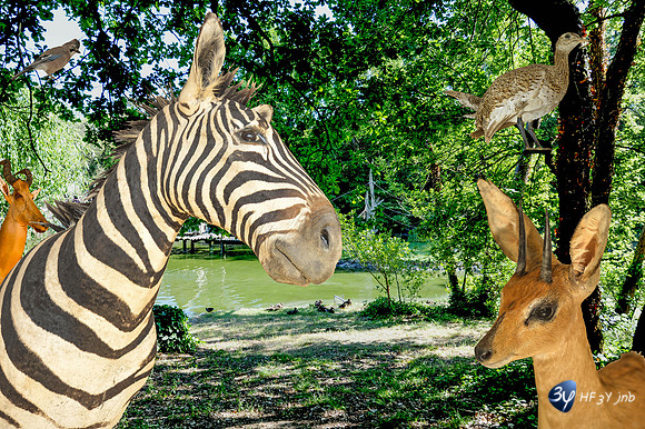 compo4-20100516-palmyre-zoo-animal-DSC_1849_225
