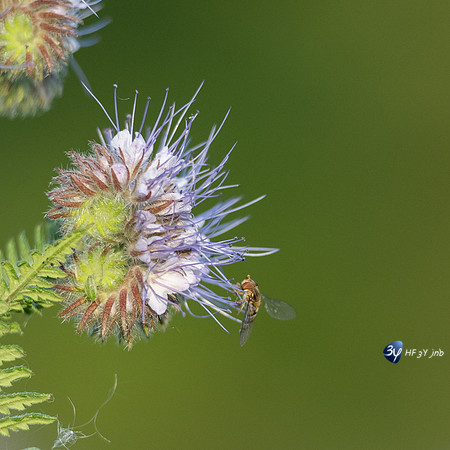 20220502-Vesles-Marais-Z07_1730