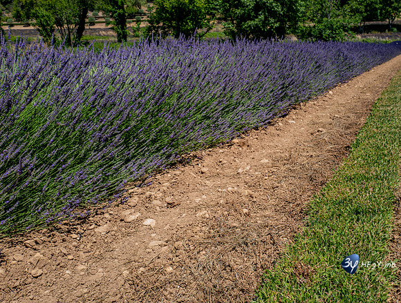 20210630-Lavandes culture-Sauge-Valensole-L1170674