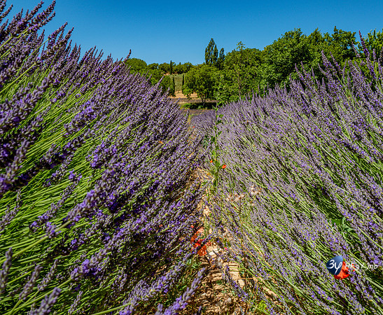20210630-Lavandes culture-Sauge-Valensole-L1170678