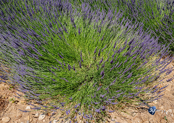 20210630-Lavandes culture-Sauge-Valensole-L1170679