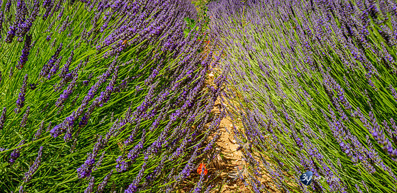 20210630-Lavandes culture-Sauge-Valensole-L1170680