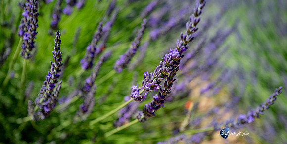 20210630-Lavandes culture-Sauge-Valensole-L1170683