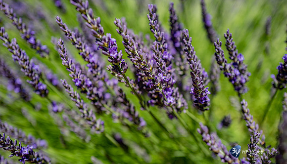 20210630-Lavandes culture-Sauge-Valensole-L1170684