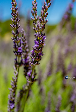 20210630-Lavandes culture-Sauge-Valensole-L1170686