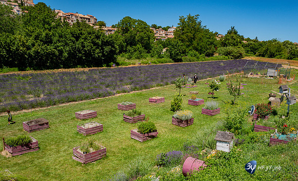 20210630-Lavandes culture-Sauge-Valensole-L1170693