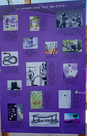 20210630-Lavandes culture-Sauge-Valensole-L1170698