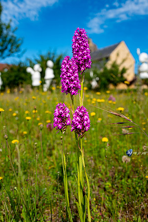 20210612-Thonac-orchidée-dordogne-Perigord-L1160770