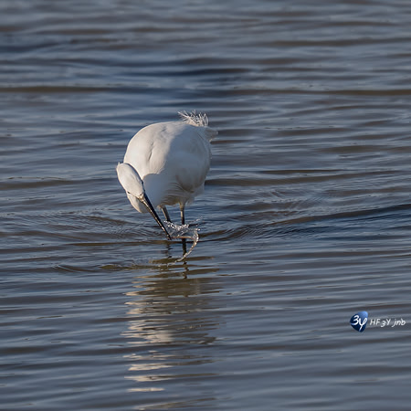 _Z9K3696-2-M
